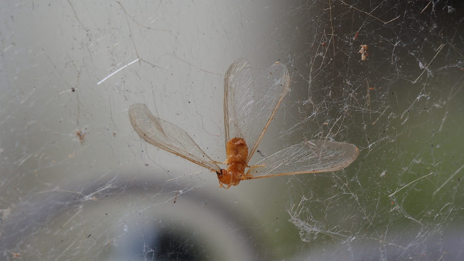 insects honouring the dead