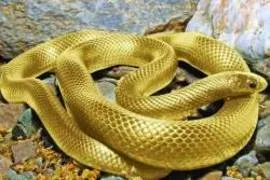 Leyenda de la anaconda dorada