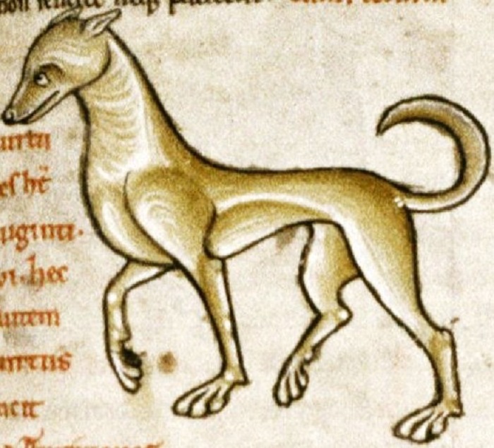 Bodleian Library, MS. Ashmole 1462, Folio 53r perhaps a greyhound.