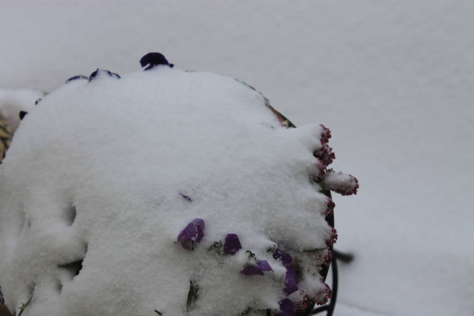 Growing flowers in Japan Cold tolerant flowers