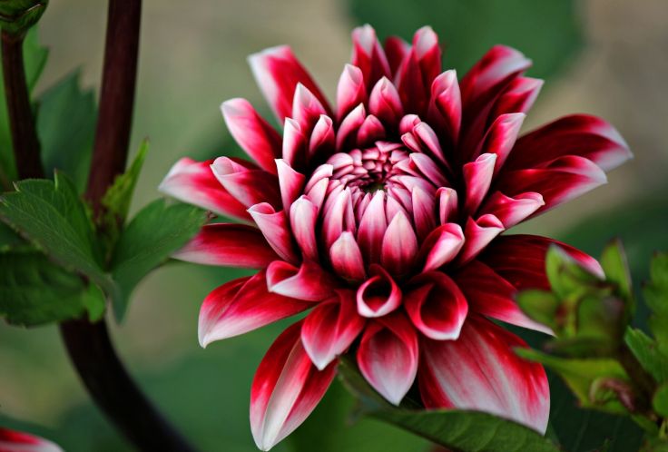 dahlia flower wallpaper dahlia flower wallpaper