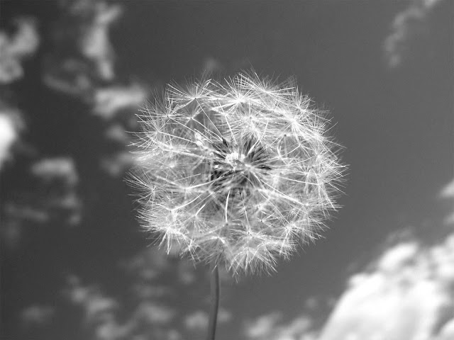 Dandelion and Sky Black and White Wallpaper hd