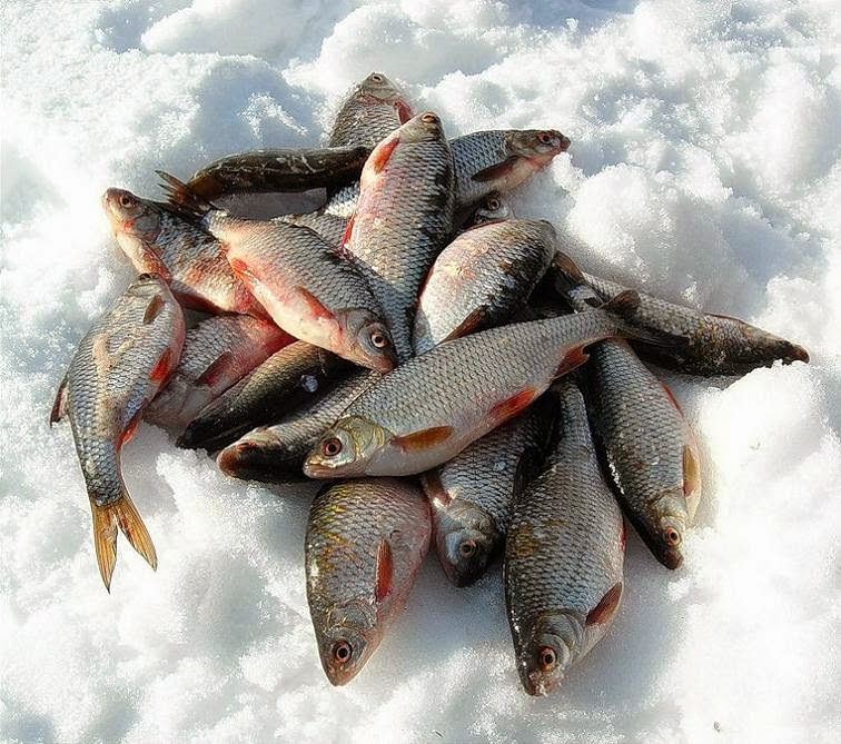 Все о рыбалке и рыбаках Рыба Плотва