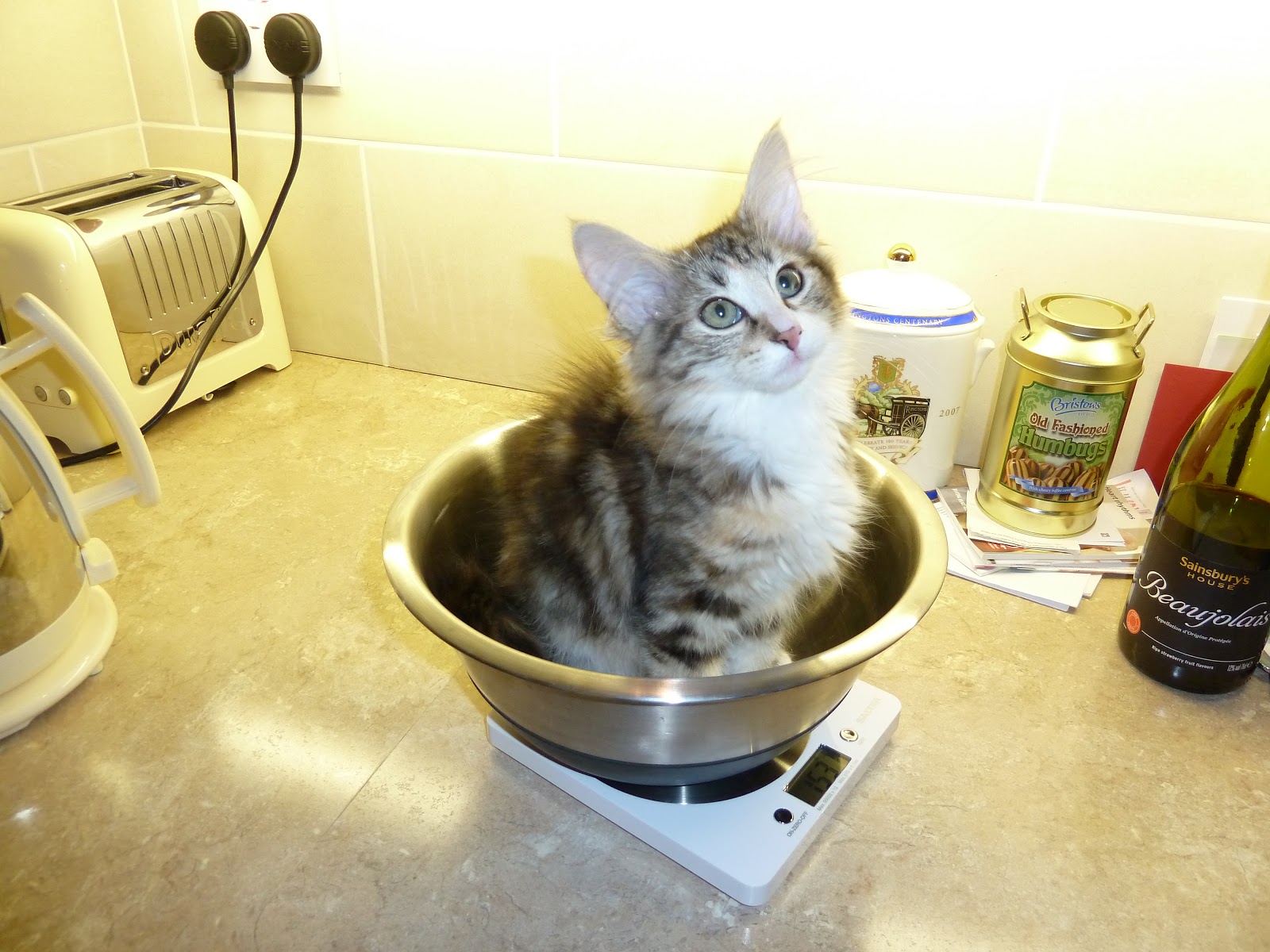 Vaidurya Norwegian Forest Cats Litter A is 4 months old