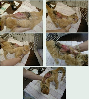 Keeping Spankys Memory Alive