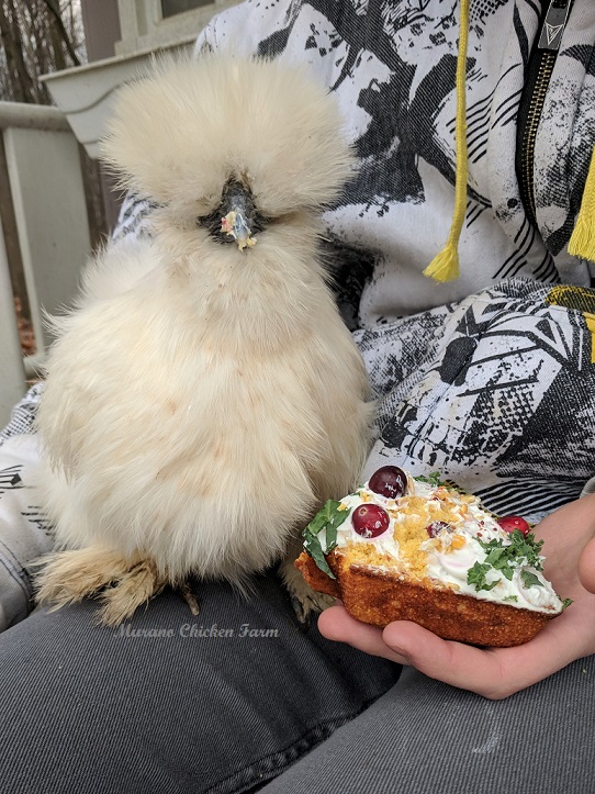 Christmas treat cake for chickens! Murano Chicken Farm