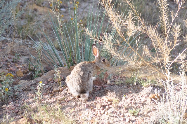 rabbits Palmer Park Colorado Springs coloradoviews.filminspector.com