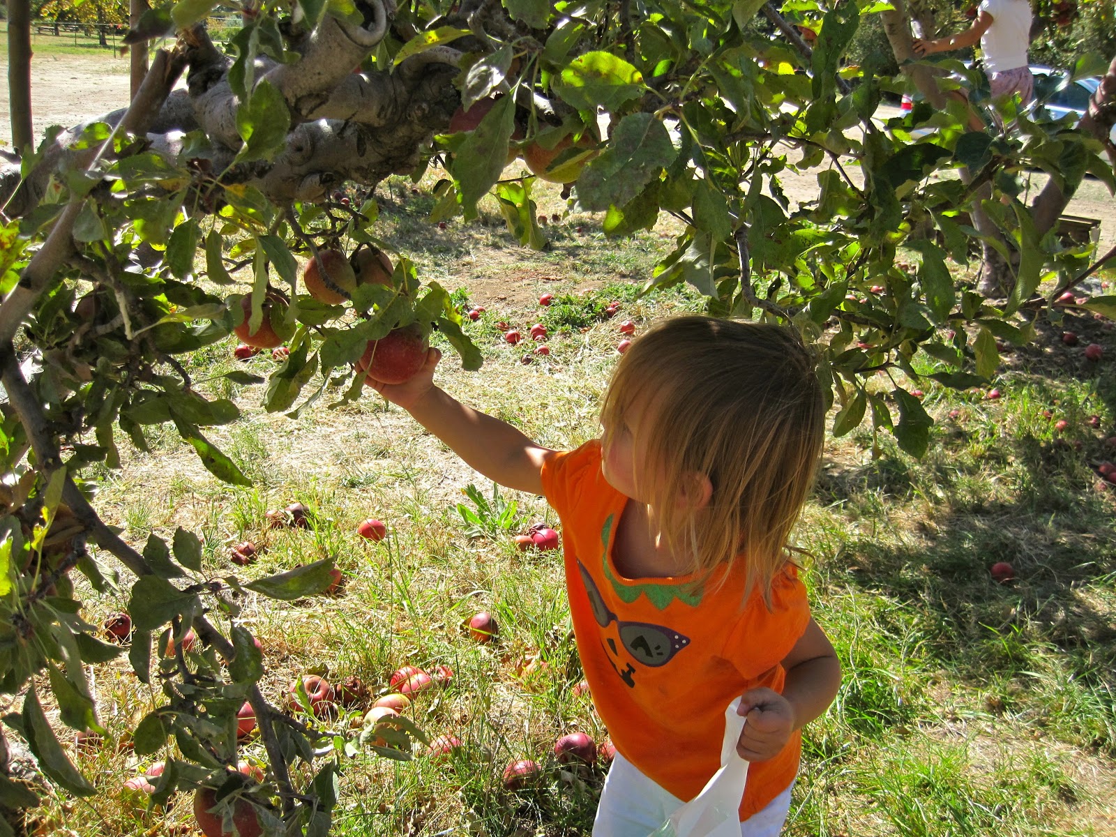 What's for Meat? Apple picking in Oak Glen