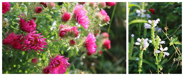 Wildes Gartenglück im Herbst