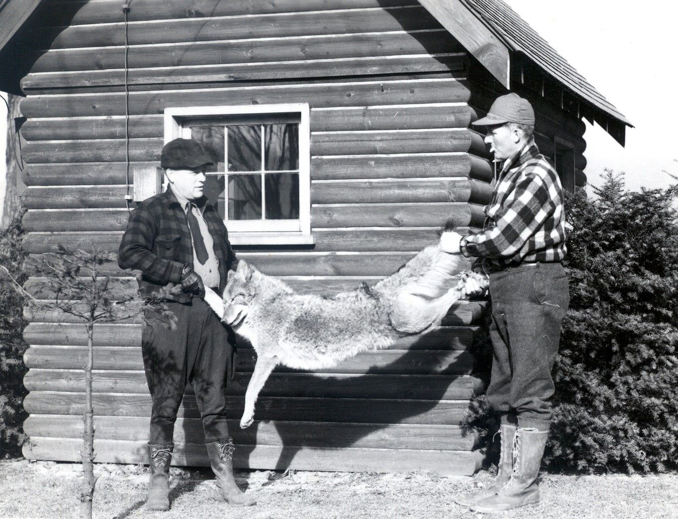The Everyday Hunter® Pennsylvania Home to Coyotes for 75 Years