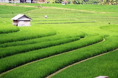 Gambar Sawah Indah dan Sejuk - Lucu dan Keren