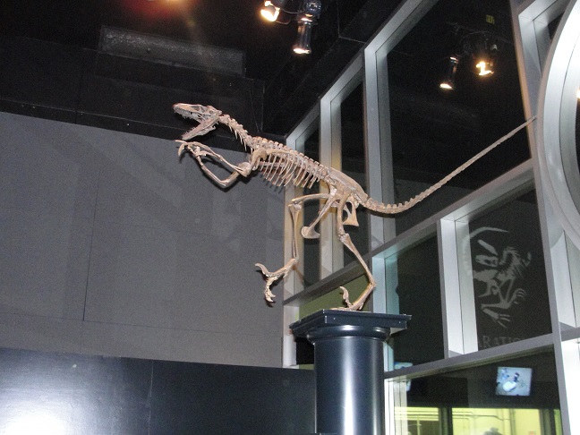 dinosauria museum