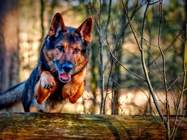 wallpaper: Dogs Wallpapers