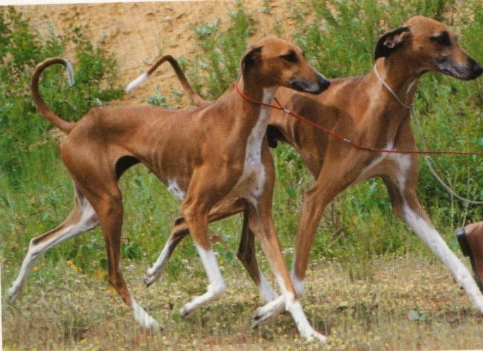 Everything about your Sloughi - LUV My dogs