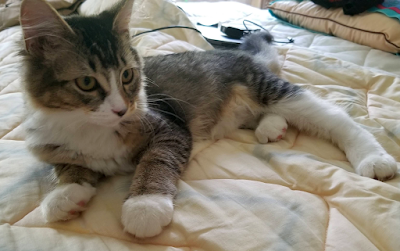 S&uuml;&szlig;e Katze