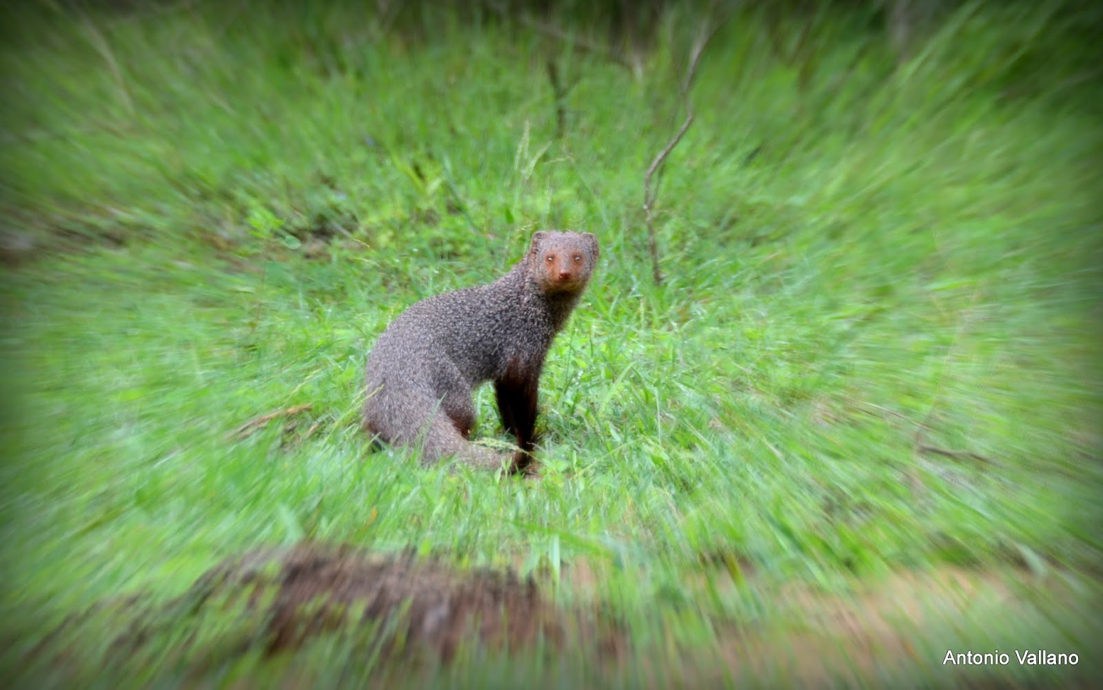 Fotografias de Antonio Vallano Yala Mangosta hindú gris