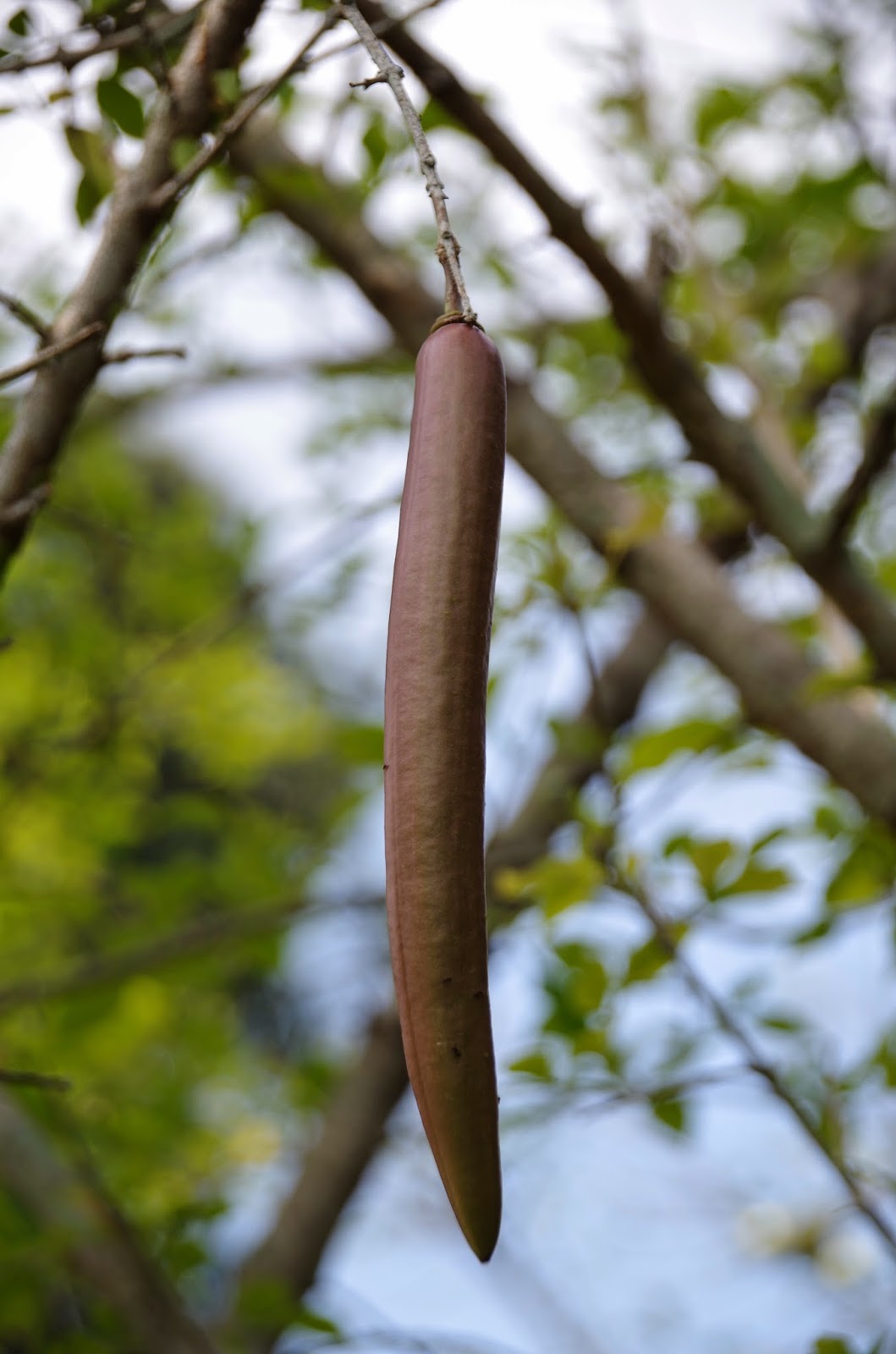 Trees and Plants: Candle Tree