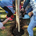 Ιωάννινα:Μαθητές του 7ου Δημοτικού φύτεψαν ένα πράσινο σφενδάμι