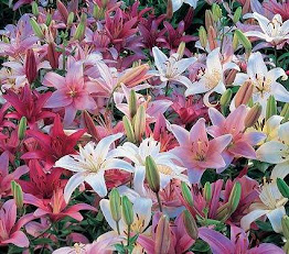 Asiatic Lily in AMAZON PRİME
