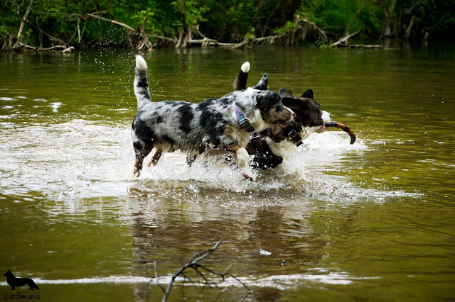 świder, świdermajer, pies w podróży, welsh corgi cardigan, corgi, cardigan, otwock