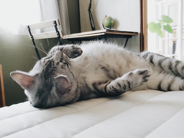 ベッドに体を擦り付けているサバトラ猫