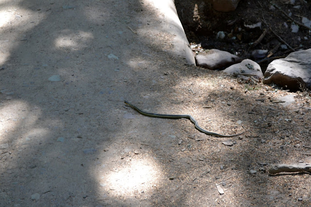 Змія. Національний Парк Глейшир(Snake, Glacier National Park, MT)