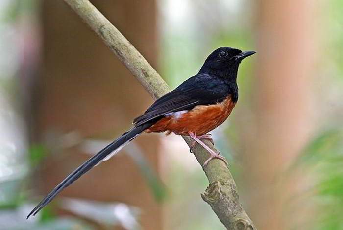 Foto-foto Burung Murai Batu Ekor Panjang Cantik - Bisnis Setiap Hari