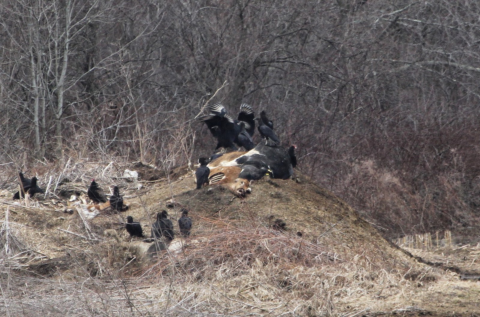 Looking Out from Central Massachusetts Vultures in the Berkshires