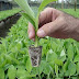 PhD Admission at Agricultural Sciences at IARI New Delhi