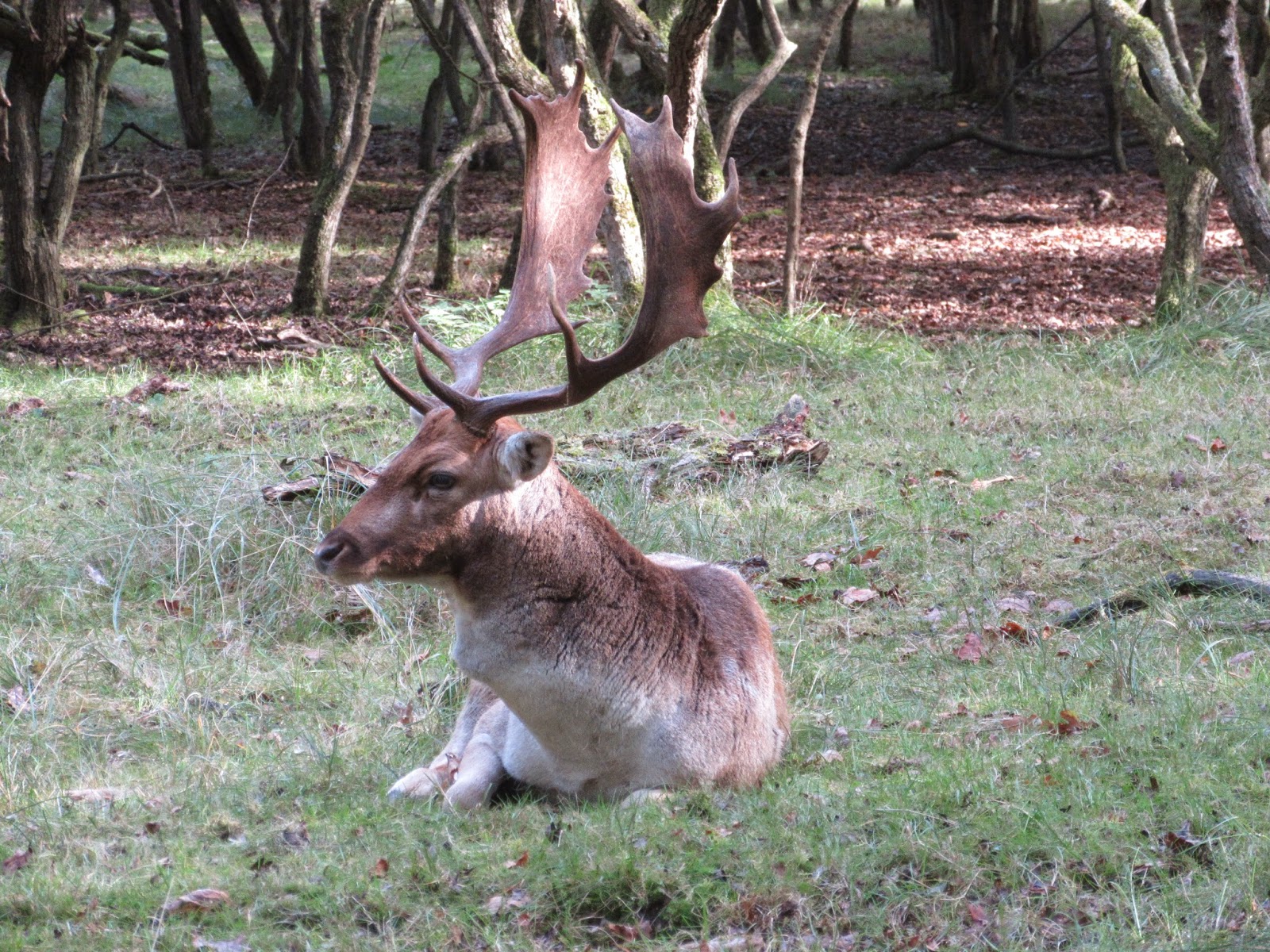 De Cultuurbarbaar: hebban olla vogala nestas hagunnan