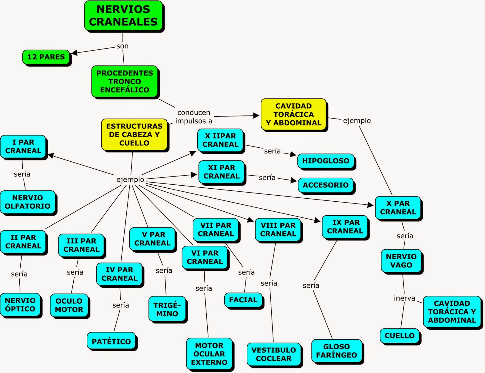 Ficha De Mapa Conceptual Del Sistema Nervioso Para Sexto Grado De ...