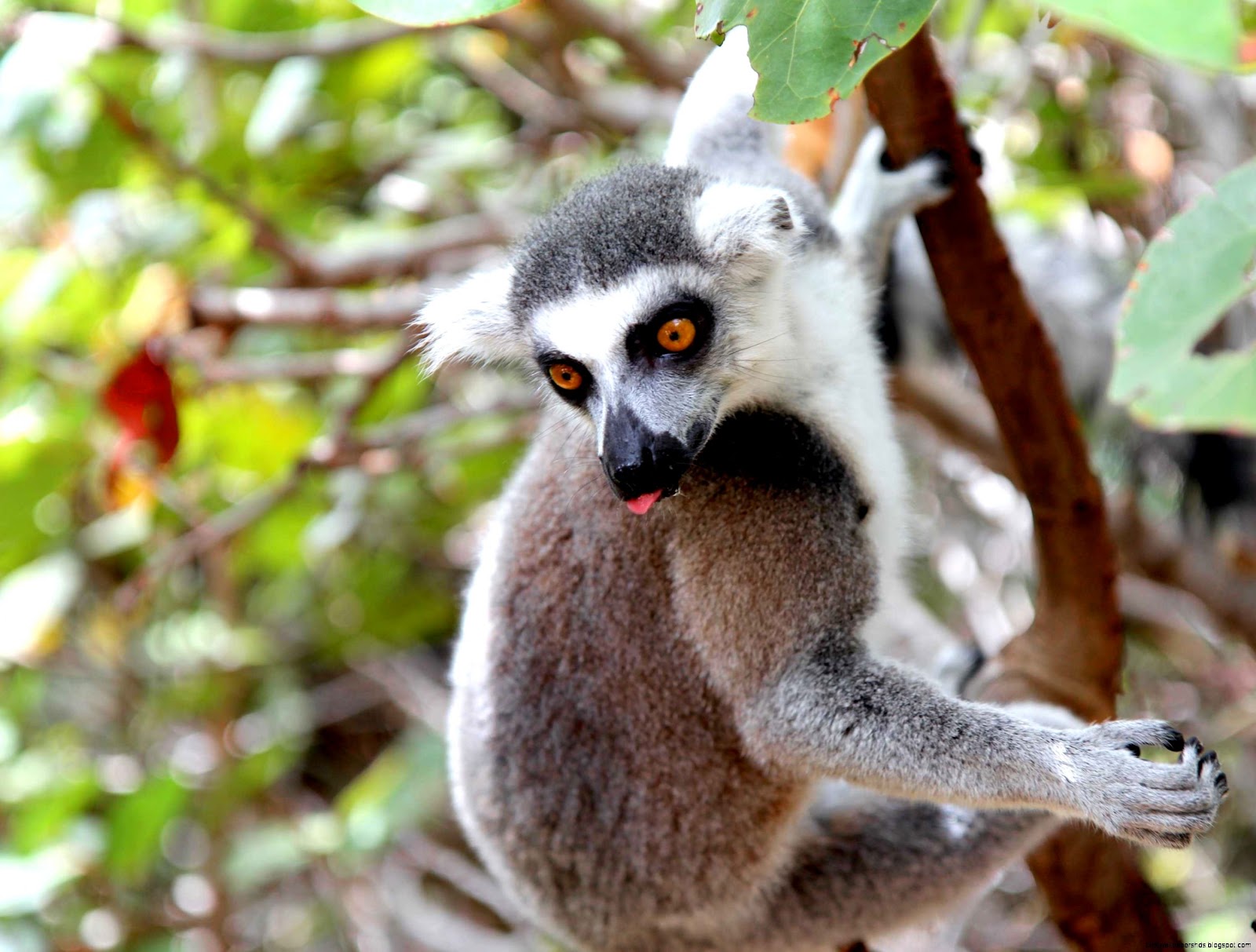 Exotic Island Animals