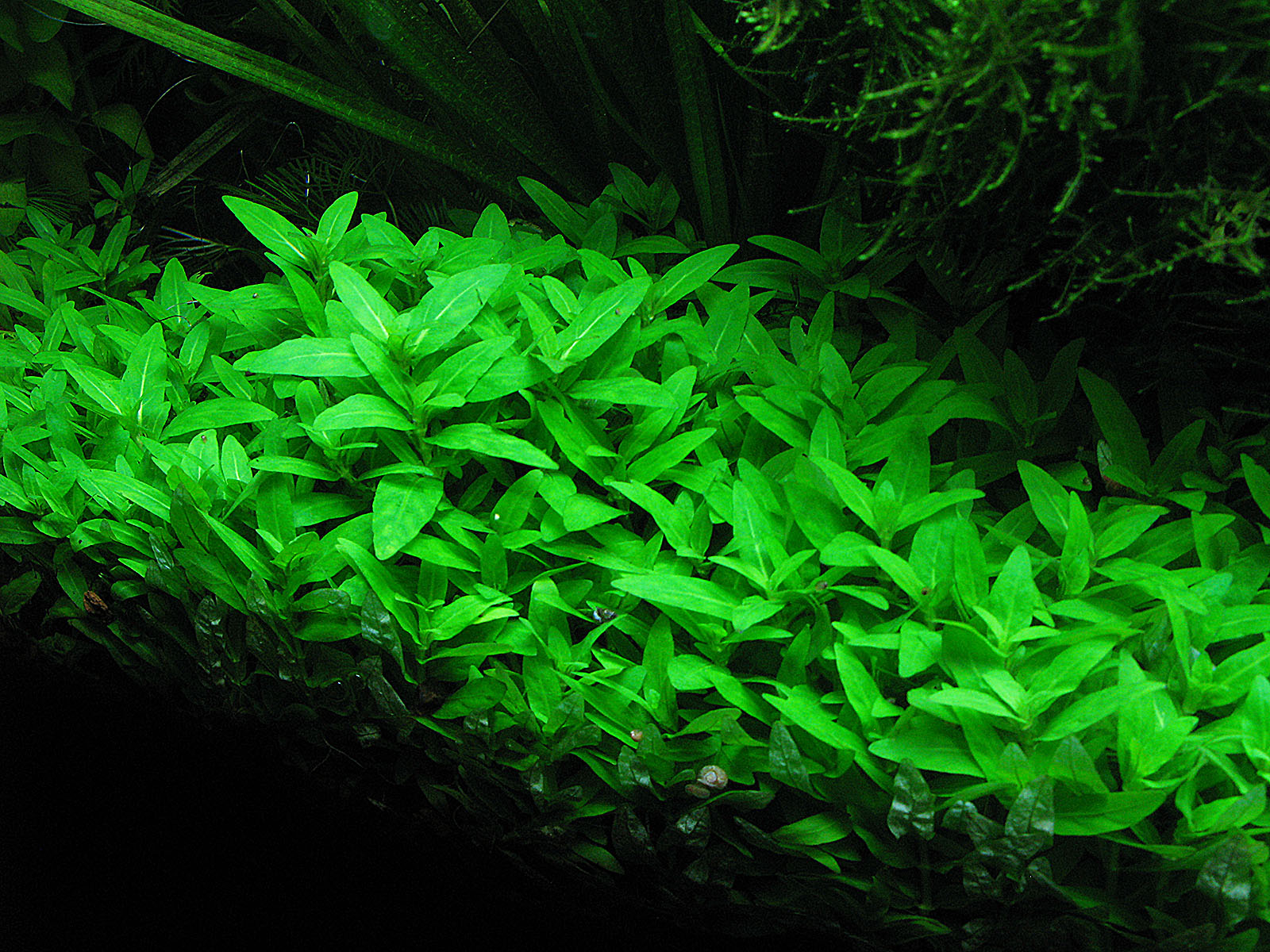 стаурогин аквариумное. стаурогин репенс ползучий. стаурогин репенс. стаурогин репенс аквариумное растение. стаурогин аквариумное.