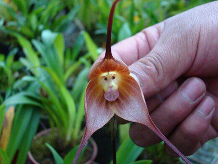 Orquídea Cabeça de Macaco 