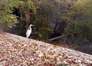 Great Egret perched above Stevens Creek