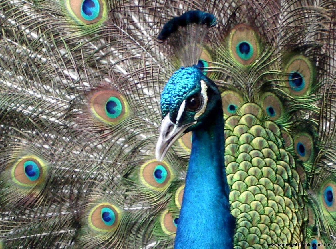 Ple Peacock Wallpaper  Amazing Wallpapers