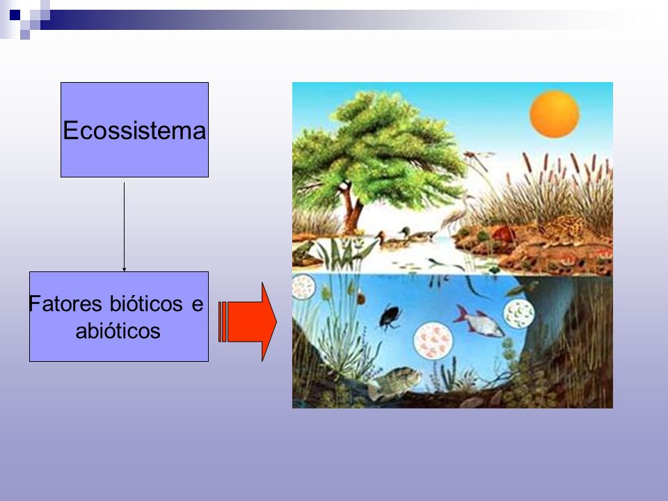 Bios y Oikos Secuencia 2 Factores del Ecosistema Bios y Oikos Secuencia 2 Factores del Ecosistema