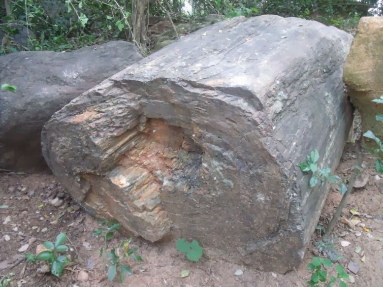 Thiruvakkarai Fossil Wood Park (Villupuram Tamil Nadu) My
