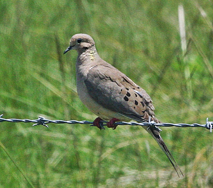 Backyard Birder: Wordless Wednesday: Mourning Dove on barbed wire