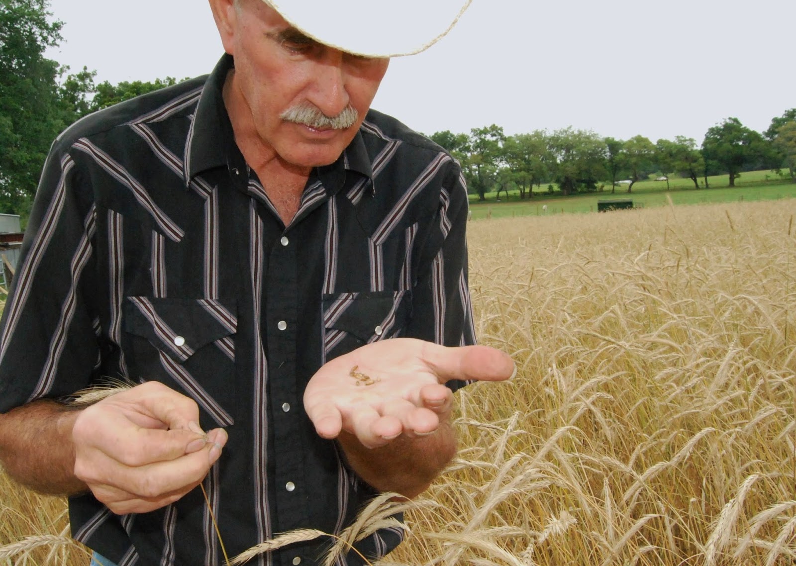 Helen A. Lockey Florida Grown Rye Grain, Jack Melton Family Inc, Dade City