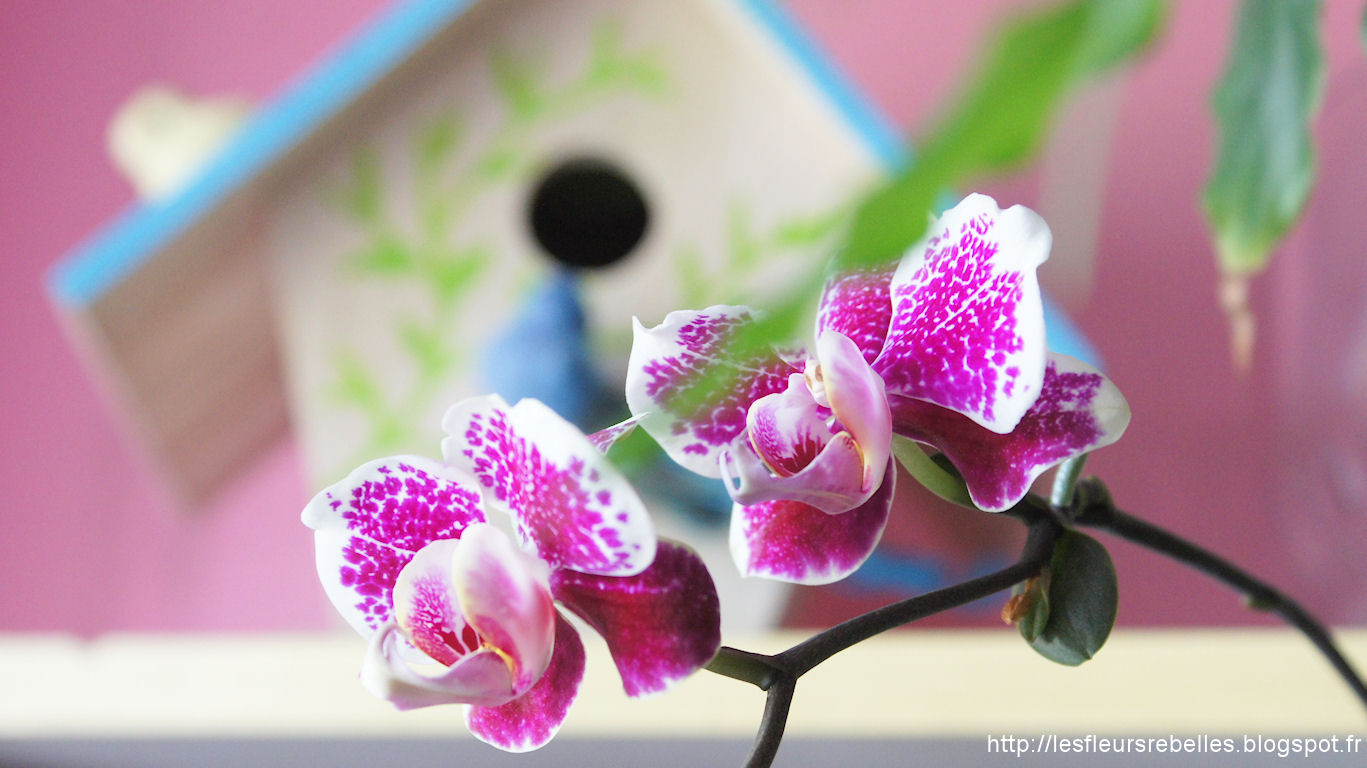 Fleurs orchidée Phalaenopsis keiki