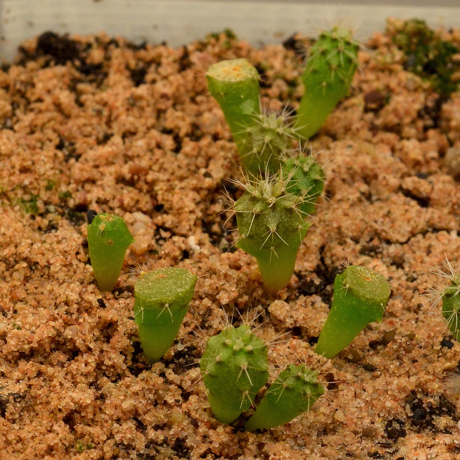 Research Cactus Seedlings Update