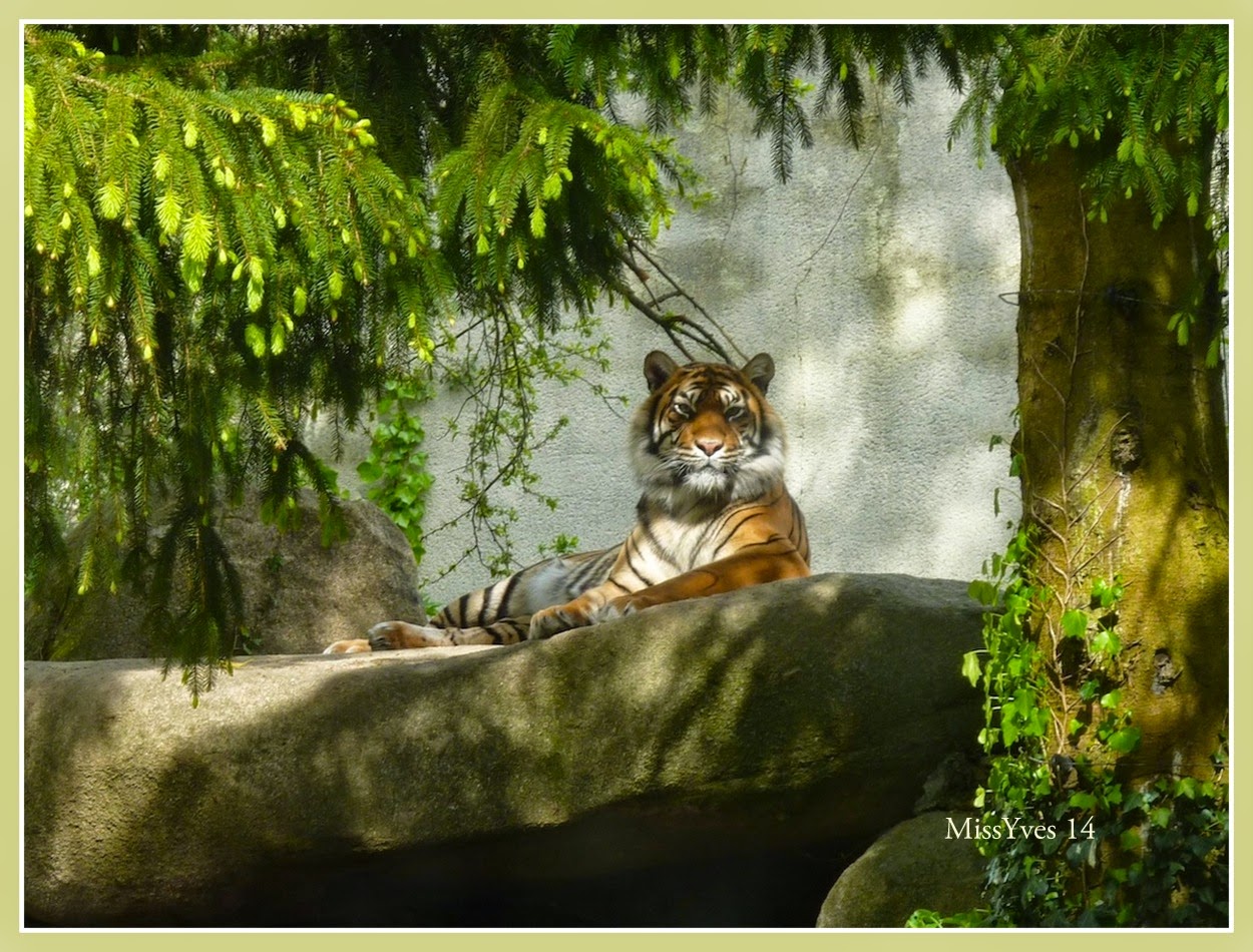 Photograff Zoom sur le zoo (2)