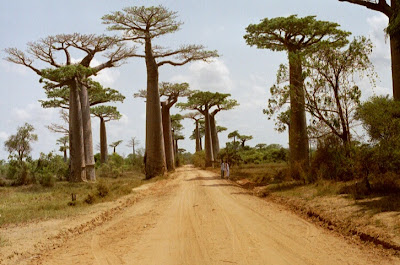 Avenida dos Baobás em  Madagascar