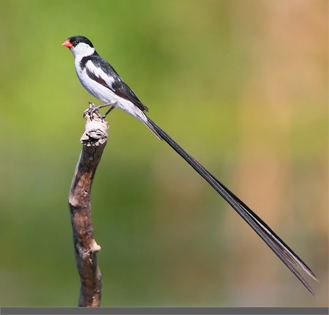 Unduh 640 Foto Gambar Burung Ekor Panjang Hd Paling Bagus