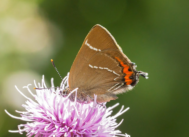 White-letter Hairstreak - Lancashire