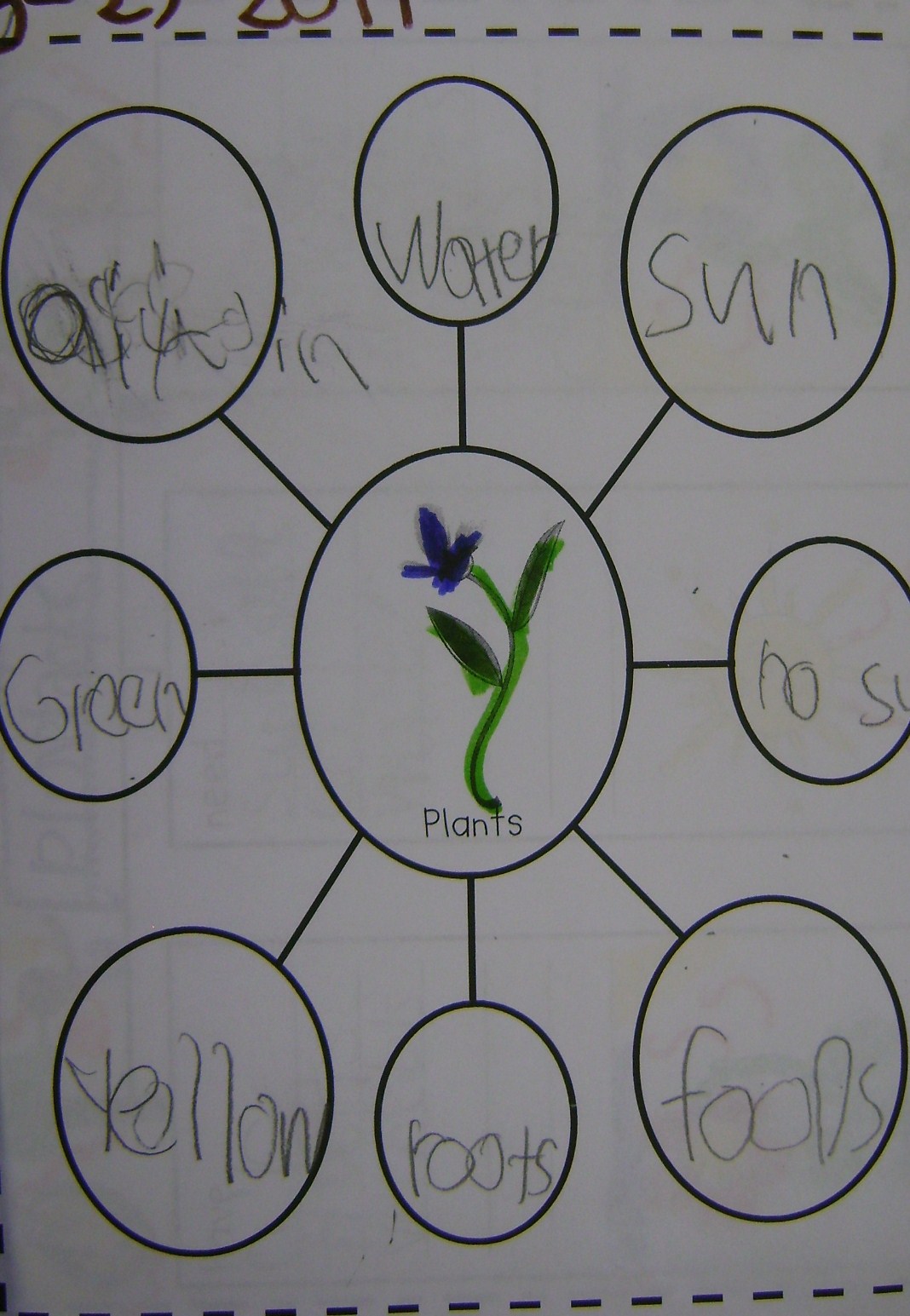 Mrs. Guntorius' Kindergarten Class Plants