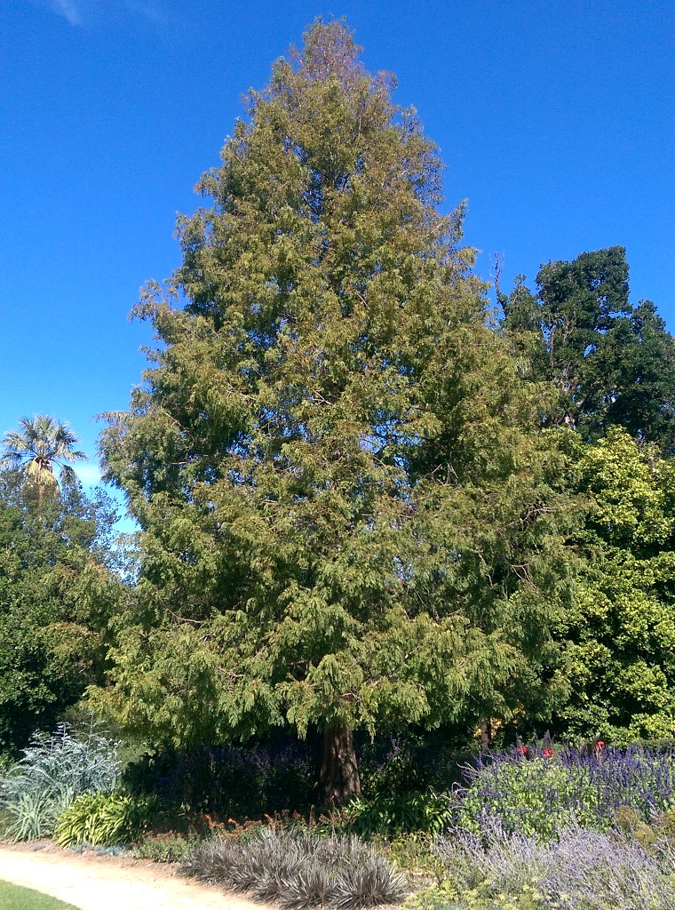 Rare redwood at dawn