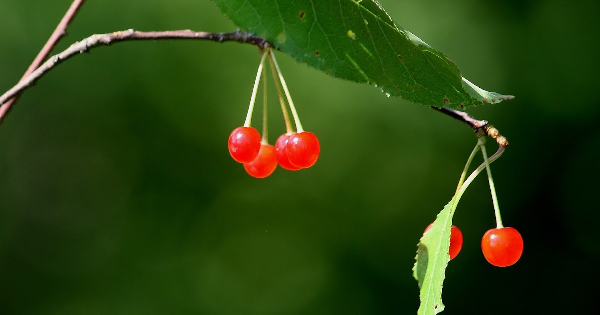 Susan Mayer's Haven Pin cherries