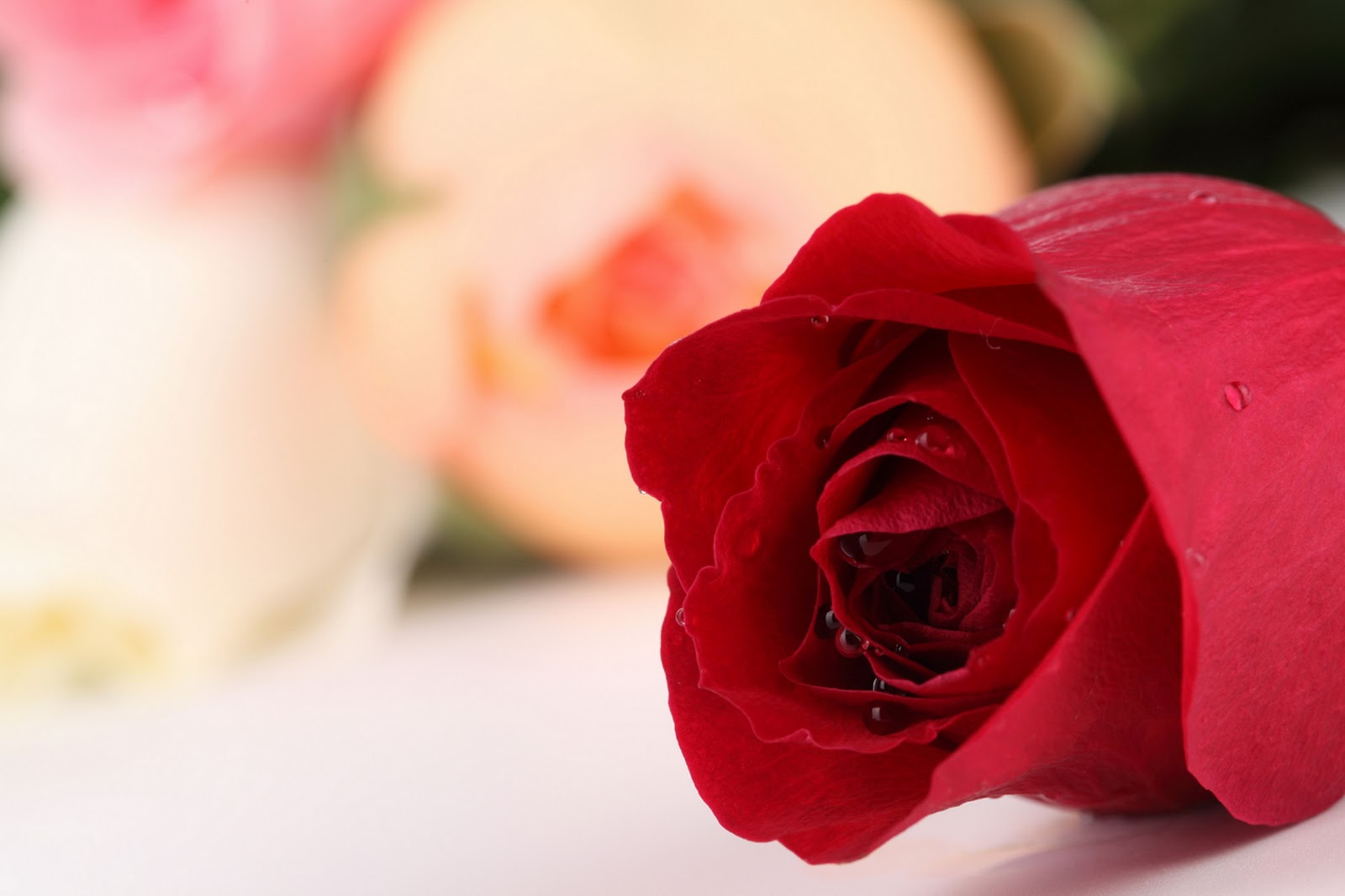  Gambar  Bunga  Mawar  yang Cantik Cantik